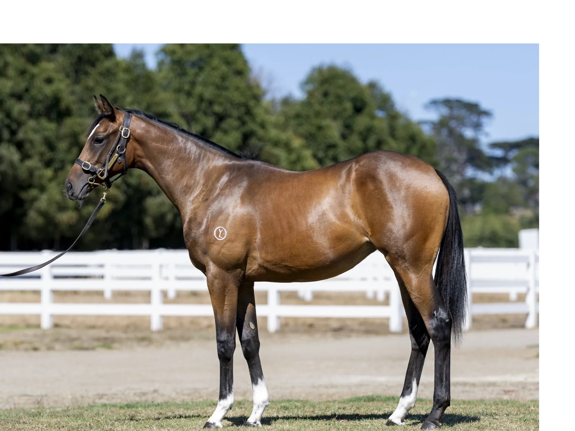Alabama Express × Pure bay filly