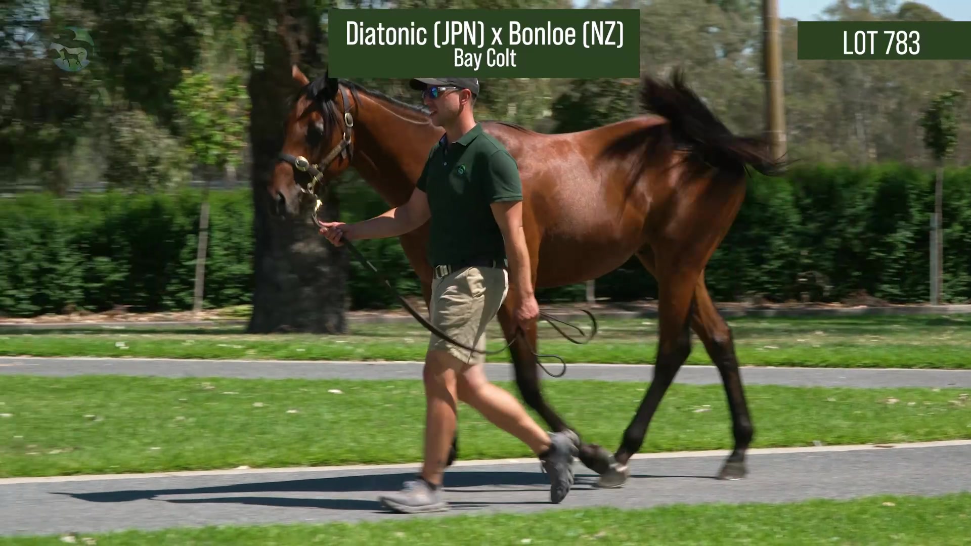Diatonic × Bonloe bay colt