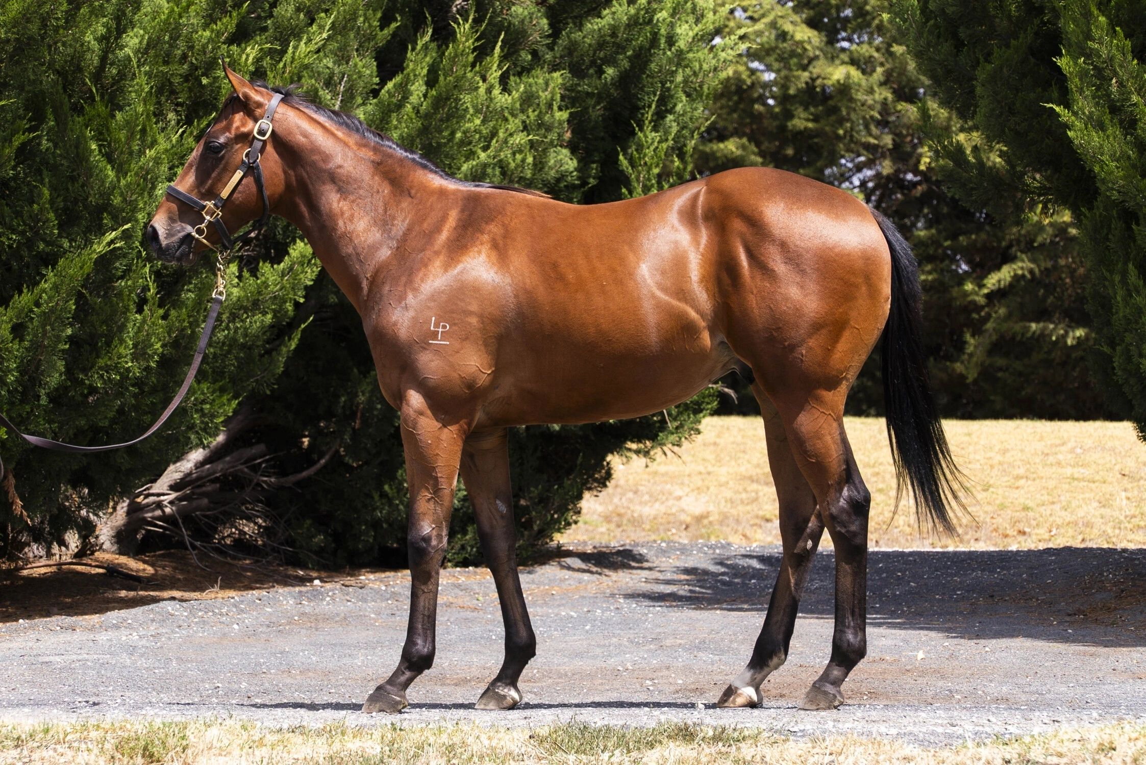 Fierce Impact × Etched bay colt