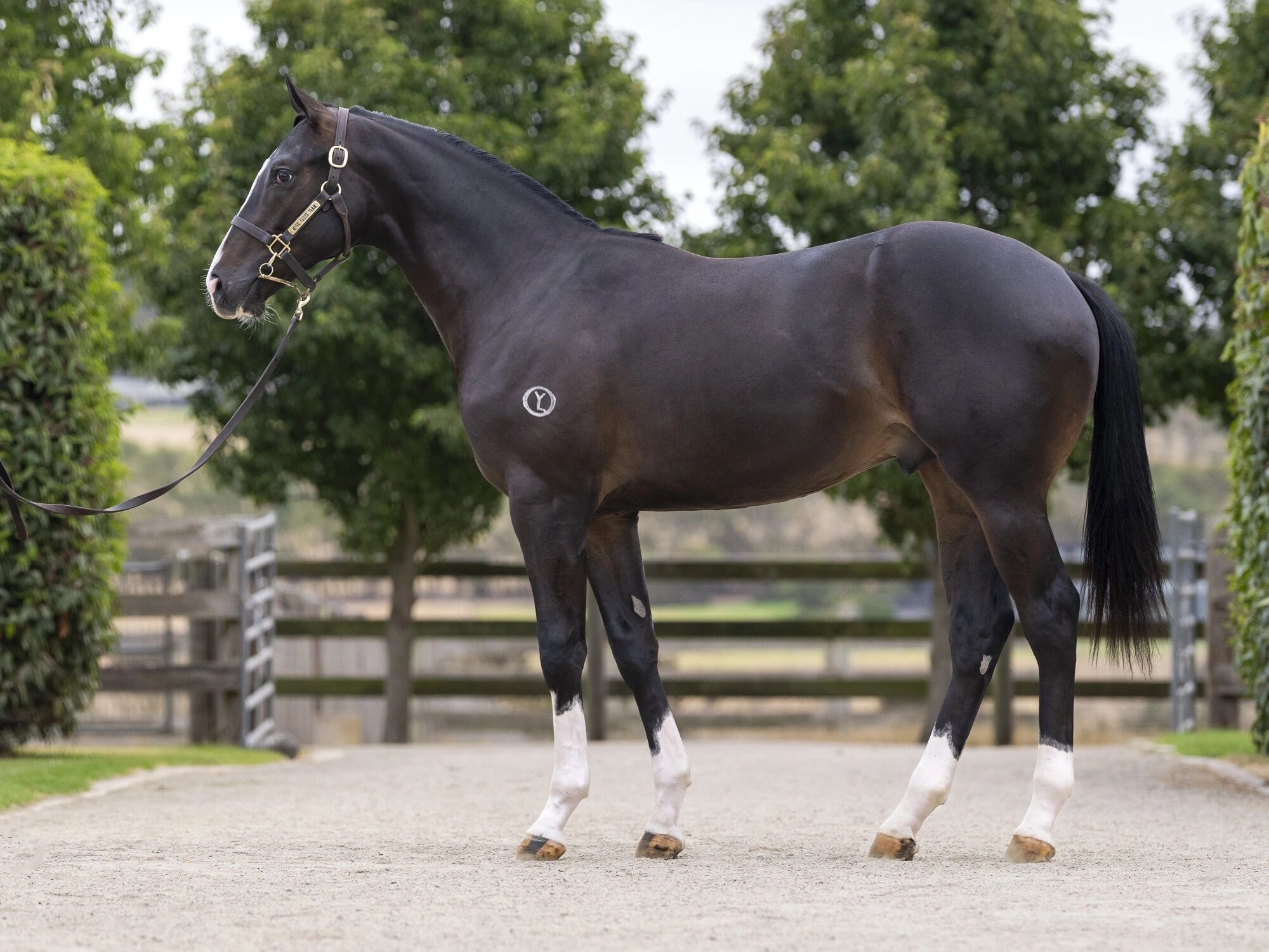Diatonic × Fortune Seeker brown colt